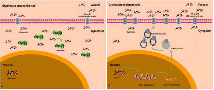 Mechanism of glyphosate interactions with M7 and M11 ABC transporters. In glyphosate-susceptible cells (A), the active glyphosate inhibits 5-enol-pyruvylshikimate-3-phosphate synthase (EPSPs) in the chloroplast, resulting in a lack of amino acids from the aromatic amino acid biosynthetic pathway. In glyphosate-resistant cells (B), the resistance mechanism includes regulation of m7 and m11 ABC mRNA expression through influences on translation and regulation of protein trafficking, leading to an increase in ABC transporter protein on the membrane and consequently glyphosate entry into the vacuole cell.