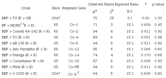 The F2 segregation from resistant (R) &times; susceptible (S) and R &times; R Phaseolus vulgaris cultivar crosses for the genetic characterization of resistance to the Colletotrichum lindemuthianum races 65 and 2047 in the Beija Flor (BF) Cultivar.