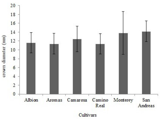 Mean diameter of the crown of runner plants of strawberry cultivars.