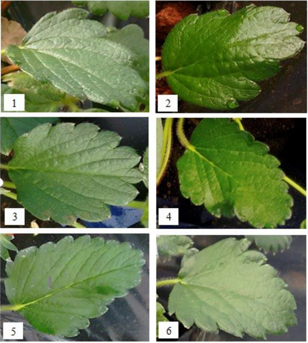 Morphological aspect of the hypsophyll of strawberry cultivars studied. Cultivars: Albion (1), Aromas (2), Camarosa (3), Camino Real (4), Monterey (5), and San Andreas (6). 