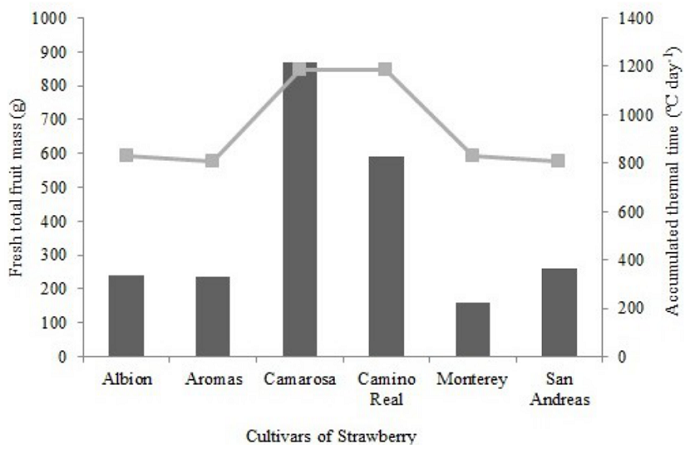 Relation between the total fresh fruit mass (g) of the first inflorescence accumulated in three months of cultivation and the accumulated thermal sum.
