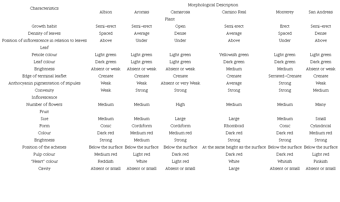 Characterization of strawberry cultivars according to the morphological descriptors.