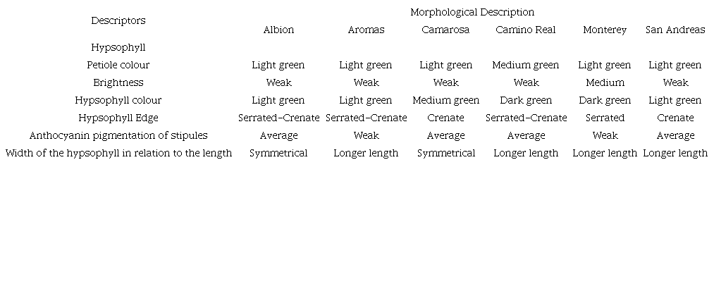 Description of the hypsophyll in six strawberry cultivars.