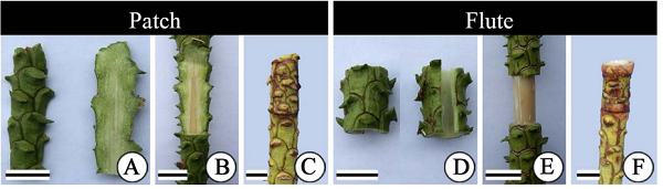 Detail of the graft used for the grafting technique in Araucaria angustifolia. Patch graft (A), rootstock opening for the patch graft (B), and connection of rootstock and patch graft (C) after 60 DAG. Flute graft (D), rootstock opening for flute graft (E), and connection of rootstock and flute graft (F) after 60 DAG. Bar = 1 cm.