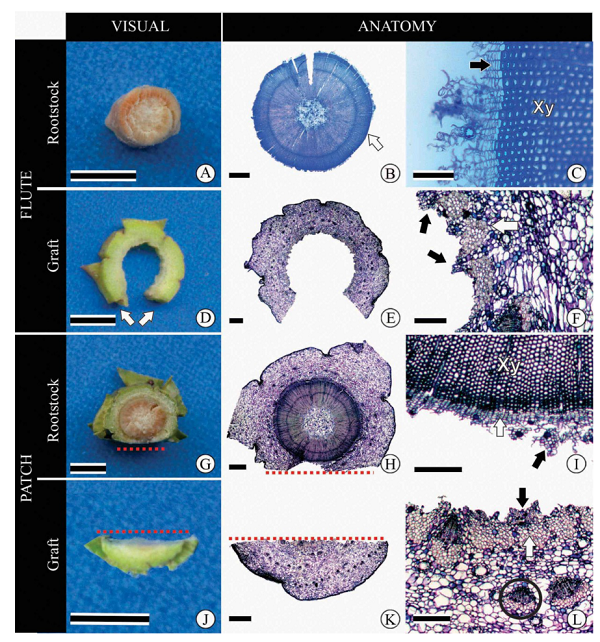 Visual and anatomical analysis of transverse cuts of Araucaria angustifolia grafts. Flute grafting: rootstock (A, B, C) and bud (D, E, F); patch grafting: rootstock (G, H, I) and graft (J, K, L). Samples collected on day of experiment installation. Legend: arrow in fig. B = region without vascular cambium; Xy = secondary xylem; arrow in fig. C = vascular cambium of rootstock; arrows in fig. D = vertical extremities of graft; black arrows in fig. F, I, L = phloem traces; white arrows in fig. F and L = peripheral fibres of the phloem; white arrow in fig. I = vascular cambium; red dotted lines indicate the connection region between rootstock and graft of the patch grafting. Circle = leaf trace. Bars: A, D, G, J = 0.5 cm; B, E, H, K = 1000((m; C, F, I, L = 250 ((m.