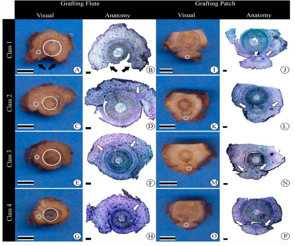 Visual and anatomical analysis of transverse cuts from patch and flute grafting of Araucaria angustifolia according to graft welding classes after 160 DAG. Flute grafting: class 1 (A, B), class 2 (C, D), class 3 (E, F), and class 4 (G, H). Patch grafting: class 1 (I, J), class 2 (K, L), class 3 (M, N), and class 4 (O, P). Legend: (*) indicates the graft; circle delimits the region of rootstock in flute grafting; black arrows indicate the two vertical extremities of the grafts; white arrows indicate the connection region between graft and rootstock. Bars: visual = 0.5 cm; anatomical = 1000 (m.