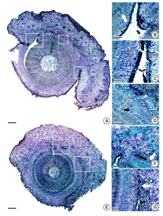Details of the connection between graft (graft) and rootstock (R) of Araucaria angustifolia using flute grafting after 160 DAG. A. Overview of a class 2 graft. B. Detail of rootstock xylem (black arrow) damaged at the time of grafting, without cambium; formation of a new vascular tissue in the graft (white arrow). C. Region without connection between scion and rootstock, where there is scar tissue and air pockets (black arrows) and continuation of cambial activity of the rootstock (white arrow). D. Detail of the welding region between scion and rootstock, where the rootstock cambium is still active due to the presence of continuous rays (black arrow); growth of new rootstock xylem (*); connection region between graft and rootstock (white arrow), evidenced by the disorganized parenchyma and presence of phenolic compounds. E. Overview of a class 3 graft. F. Detail of graft and rootstock welding region (white arrow) with disorganized parenchyma. G. Detail of scar tissue area with no connection of tissues (black arrow), with formation of air pockets and connection region between scion and rootstock (white arrow). Bars: A and E = 1000 (m; B, C, D, F, and G = 250 (m.