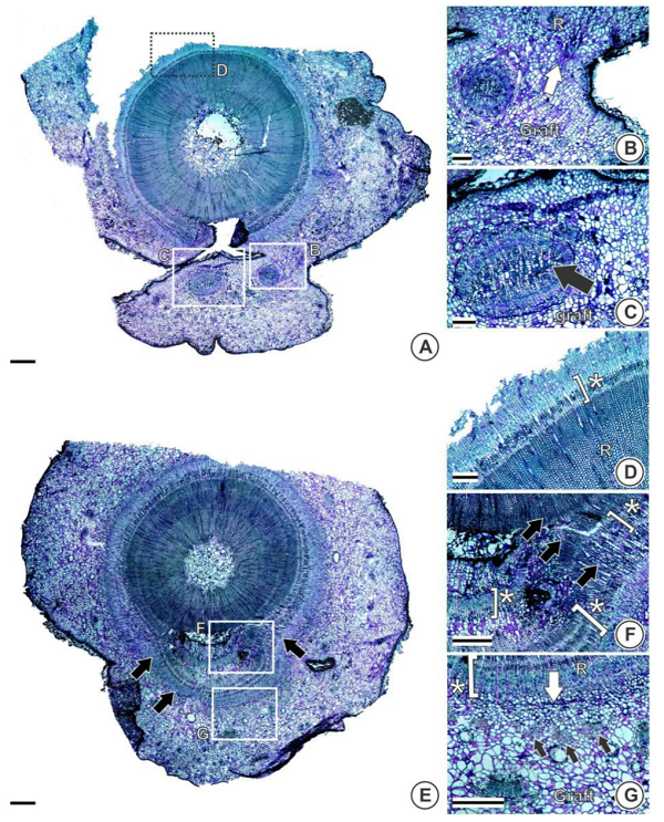 Details of the connection between scion (graft) and rootstock (R) of A. angustifolia using patch grafting. A. Overview of a class 1 graft. B. Detail of connection region between scion (Bud) and rootstock (R) showing the connection location of cortical parenchyma (white arrow). C. Detail of patch grafting forming a new vascular tissue in a concentric bundle (black arrow), without cambial exchange union with the rootstock. D. Detail of the vascular tissues of the rootstock, showing a change in the functioning of the cambium due to the trauma (*). E. Overview of a class 2 graft with continuous cambium between scion and rootstock (arrows). F. Detail of the continuous rays (arrows) indicating the cambial activity of the rootstock, with vascular tissue growth resuming next to the graft (*). G. Region of probable connection between graft and rootstock, evidenced by disorganized parenchyma and the presence of phenolic compounds (white arrows) and scion phloem fibres (black arrows). Bars: A and E = 1000 (m; B, C, D = 250 (m; F and G = 500 (m.