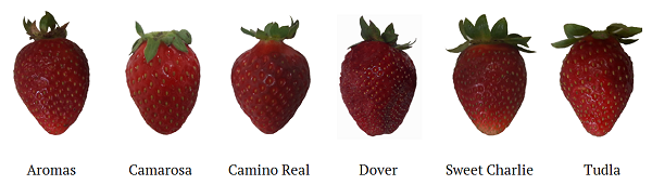 Strawberry cultivars evaluated.
