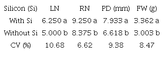 Leaf number (LN), root number (RN), pseudostem diameter (PD), and plant fresh weight (FW) of Musa spp. grown in vitro in liquid culture (TIS bioreactors) with or without silicon (Si) for 36 days. Si was applied as potassium silicate (K2SiO3, 1 g L-1).