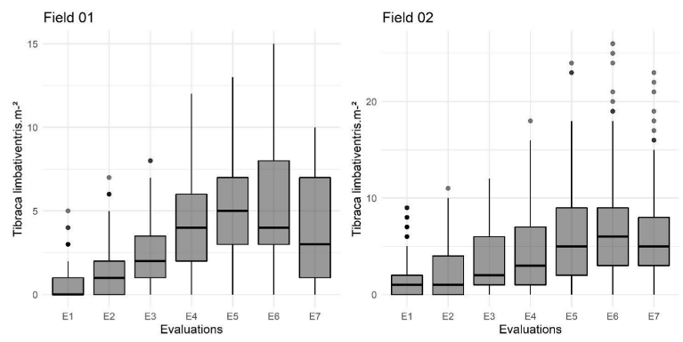 Box plot of the Tibraca limbativentris (Hemiptera: Pentatomidae) sampled per square meter in different evaluations. Santa Maria, Rio Grande do Sul State, Brazil.