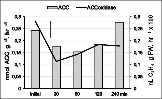 ACC concentrations and ACC oxidase activity in vitro in mesocarp tissue of cv. Tommy Atkins mangoes stored for 4 hours in air or 25% CO2 mixed to 5% O2 at 8&deg;C (Vertical bar = LSD at p < 0.05 = 0.056 nmol ACC g-1 FW).