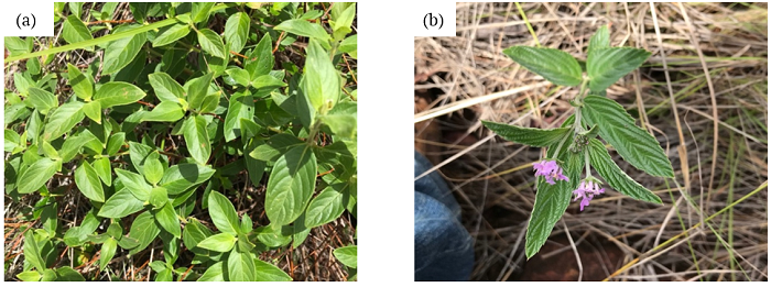 Nickel hyperaccumulators Justicia lanstyakii (a) and Lippia lupulina (b) growing on an ultramafic outcrop in Niquel&acirc;ndia, Goi&aacute;s State, Brazil. Photos: Cl&iacute;stenes Williams Ara&uacute;jo do Nascimento.