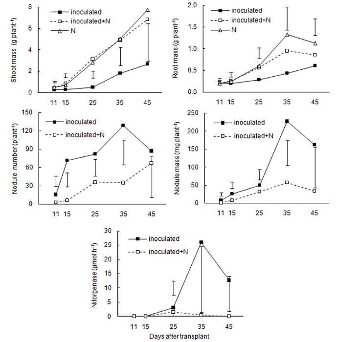 Shoot dry mass, root dry mass, nodule number, nodule dry mass, and nitrogenase activity in the root system of the common bean Ouro Negro cultivar, that was grown in a nutrient solution with three nitrogen sources (inoculated with the rhizobium, inoculated plus mineral N, and mineral N), at five harvesting dates of 11, 15, 25, 35, and 45 days after transplanting during Experiment IV. The vertical bars represent the least significant differences by Tukey test at the 5% significance level and compare the N sources within each date.