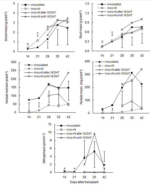 Shoot dry mass, root dry mass, nodule number, nodule dry mass, and nitrogenase activity in the root system of the common bean Ouro Negro cultivar, that was grown in a nutrient solution with four nitrogen sources (inoculated with the rhizobium, inoculated plus mineral N during the experiment, inoculated plus mineral N until 15 days after transplanting, and inoculated plus mineral N after 15 days after transplanting) at five harvest dates of 14, 21, 28, 35, and 42 days after transplanting during Experiment V. The vertical bars represent the least significant differences by Tukey test at the 5% significance level and compare N sources within each date.