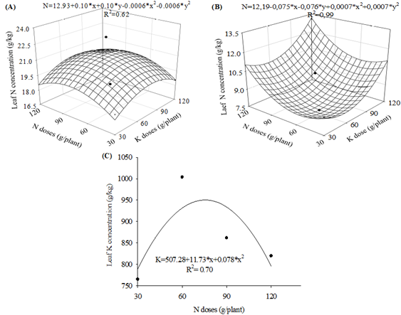 Leaf concentrations of nitrogen (A - first trial; B - second trial) and potassium (C - first trial) of apple cv. ‘Julieta’ as a function of N and K fertigation in tropical semiarid.