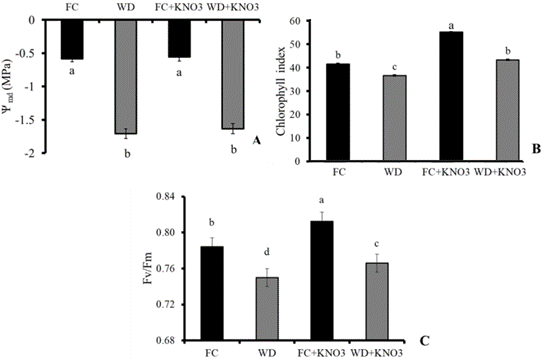 Leaf water potential (midday, Ψmd) (A), SPAD index (B), and Fv/Fm ratio (C) in sorghum plants subjected to water stress and treated with KNO3 at pre-flowering. FC = field capacity; WD = water deficit; FC + KNO3 = field capacity + KNO3; WD + KNO3 = water deficit + KNO3. Means followed by the same letter do not differ statistically by the Scott-Knott test at 5% probability. The bars represent the standard error of the mean of six replicates.