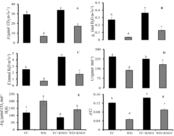 Photosynthetic rate (A), A, stomatal conductance (gs), B; transpiration rate (E), C; concentration of intercellular CO2 (Ci), D; intrinsic water use efficiency (A/gs), E; and carboxylation efficiency (A/Ci), F in sorghum plants subjected to water stress and treated with KNO3 at pre-flowering. FC = field capacity; WD = water deficit; FC + KNO3 = field capacity + KNO3; WD + KNO3 = water deficit + KNO3. Means followed by the same letter do not differ statistically by the Scott-Knott test at 5% probability. The bars represent the standard error of the mean of six replicates.