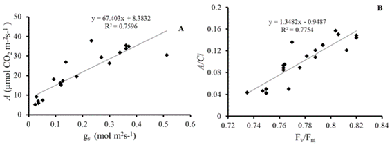 Relationship between stomatal conductance (gs) and photosynthesis (A) - A, and between carboxylation efficiency (A/Ci) and efficiency of photosystem II (Fv/Fm) - B, in sorghum plants subjected to water stress and treated with KNO3 at pre-flowering. Linear correlation, significant at 1% probability.