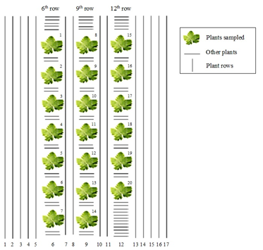 Schematic drawing of the position of grapevine plants sampled in the field. 