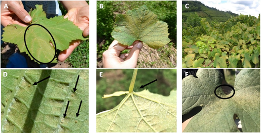 Symptoms of damage, visually observed, caused by Tetranychus urticae feeding on grapevine leaves* of Chardonnay cultivar. *Adaxial view: 3B, 3C, and 3F; Abaxial view: 3A, 3D, and 3E.