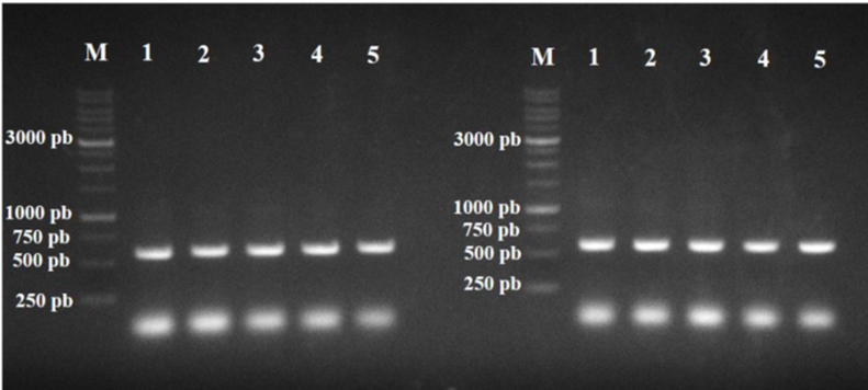 Agarose gel electrophoresis (0.8%) of Fusarium verticillioides VER-1 and VER-2 region at different concentrations of purified DNA (duplicate on the same gel). Amplicons 1 to 5: Being respectively 20, 2, and 0.2 ng μL-1, 20 and 2 pg μL-1. Marker (M): 1 kb (KASVI).
