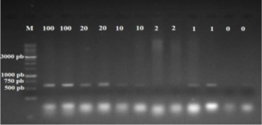 Agarose gel electrophoresis (0.8%) of VER-1 and VER-2 region of DNA extraction product from maize seeds with different incidence of F. verticillioides present. Being represented: 100, 20, 10, 2, 1 and 0 respectively the incidence percentages 100, 20, 10, 2, and 1% and null. Marker (M) 1 kb (KASVI).
