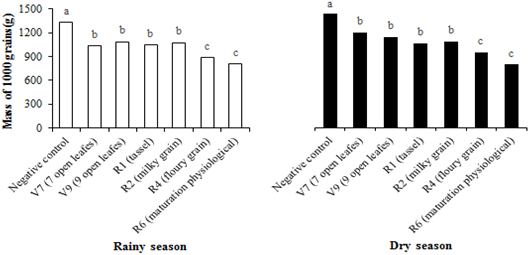 Mass of 1000 maize grains (g) inoculated with Fusarium verticillioides at different phenological stages and two seasons. Gurupi, state Tocantins. 1Means followed by the same letter do not differ from each other by the Scott Knott test at a significance level of 5%.