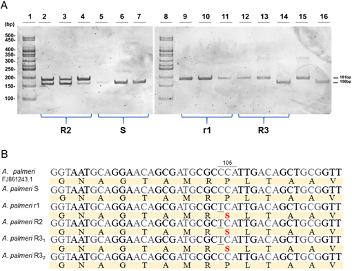A: dCAPS for Pro106 mutation screening. Three samples of each population are shown in this representative gel. The wild-type sequence produces a single digested band of 156 bp (samples load in lanes 5-7 and 14, and the control load in lane 16) while the mutant sequence produces an undigested band of 181 bp (samples load in lanes 9-13, and the control load in lane 15). The presence of two bands indicates heterozygosis (lanes 2-4). B: Sequence analysis allowed the confirmation of polymorphisms occurring in the EPSPS region surrounding EPSPS 106 amino acid (numbered according to Zea mays) in individual plants from each population.