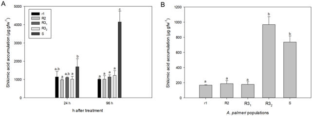 A: Shikimic acid accumulation after in vivo glyphosate application. Each determination was performed 24 or 96 hours after glyphosate application at the recommended rate. B: Shikimic acid accumulation after in vitro glyphosate treatment. Both experiments were carried out on the same individual plants, previously genotyped (S, r1, R2, R31 and R32). Vertical bars represent the standard error of the mean. Different letters indicate statistically significant differences.