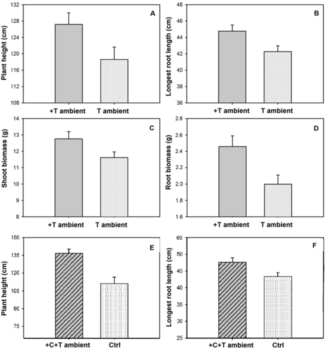 Comparison of growth parameters of millet in open-top chambers. 1. Average (&plusmn; standard error) of height (cm); (A) length of the longest root (cm); (B) shoot biomass (g); (C) and root biomass (g); (D) subjected to elevated temperature (+T ambient, 3&ordm;C above ambient temperature) and ambient temperature (T ambient). 2. Average (&plusmn; standard error) of height (cm); (E) and length of the longest root (cm); (F) of millet under both elevated CO2 and temperature (+C+T ambient) and ambient CO2 and temperature (Ctrl).