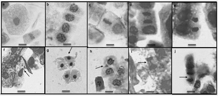 Meristematic soybean root cells in different mitosis phases and abnormalities observed after direct immersion into the water (25&ordm;C, 24 hours). Normal cells in a. interphase and metaphase; b. prophase; c. metaphase and prophase; d. anaphase; e. telophase. Nuclear abnormalities: f. nuclear bud; g. small and shrunken nuclei; h. micronuclei; Chromosomal alterations: i. chromosome bridges; and j. chromosome laggards. Scale bar = 0,055 μm.