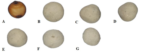 Sorghum seeds: A) Intact seed; B) Dolomitic limestone coating; C) Dolomitic limestone + 3.5 g kg-1 Zn; D) Dolomitic limestone + 7.0 g kg-1 Zn; E) Dolomitic limestone + 14.0 g kg-1 Zn; F) Dolomitic limestone + 21.0 g kg-1 Zn; and G) Dolomitic limestone + 28.0 g kg-1 Zn.