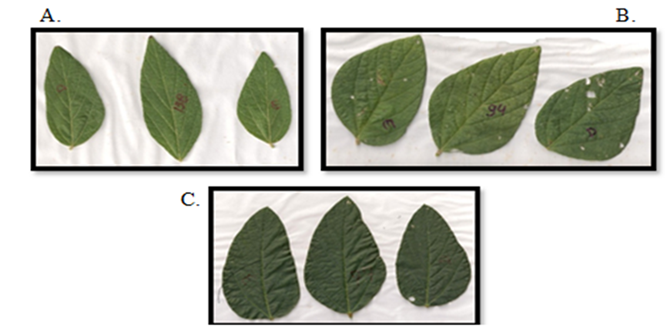 Examples of the three leaf shapes of soybean cultivars-lanceolate (A), triangular (B), and elliptic (C) used in this study.