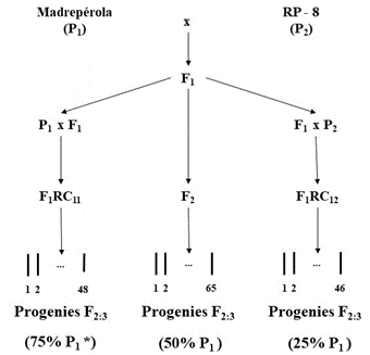 Crossing scheme conducted to obtain the progenies. *Allele proportion of the Madrep&eacute;rola parent.