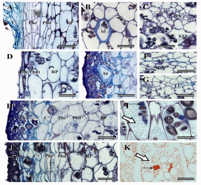 Periderm and parenchyma reserve tissue in the periphery of tuber from potato cv. Innovator A, B, C, D, E, F, G, H, I, and J, stained with toluidine blue and Lugol; K, reaction with Xilidine Ponceau. A - control and D - injury at time zero; B, C, E, F, G, H, I, J, and K treatments after 15 days of curing. B - 20&deg;C control; C - excoriation damage 20&deg;C; E - excoriation damage 8&deg;C; F, G, I, and K - control 14&deg;C; H - excoriation damage 8&deg;C; and J - excoriation damage 20&deg;C. C - Cork; Phe - phellogen; Phd - phelloderm; RP - reserve parenchyma; Vb - vascular bundle, Id - idioblast; STE - sieve tube element; VE - vessel element; Cc - collapsed parenchyma layer; Ap - amyloplast. Letters with an asterisk indicate structures of traumatic origin. Large arrow - dense cytoplasmic protein content; thin arrow - solid protein inclusion. Bars at A, B, C, D, E, F, G, H, and J equals 100 &micro;m, bars at I and K equals 50 &micro;m. Detail in C presents an additional 300% increase.