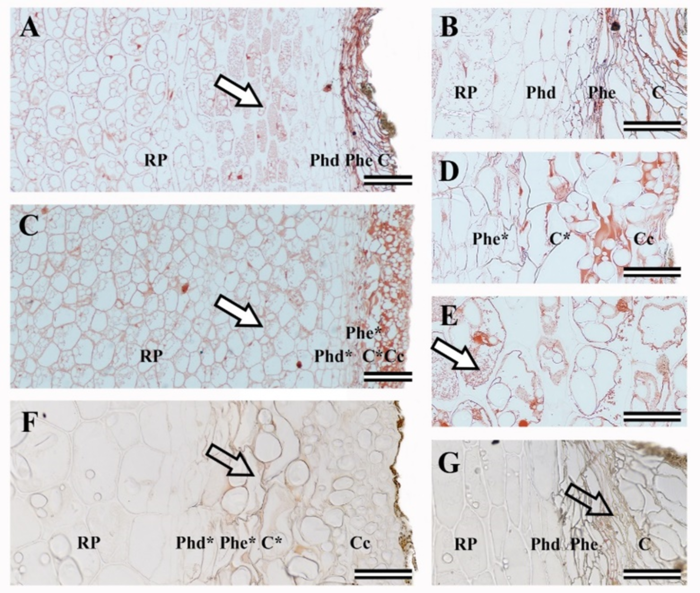 Histochemical tests of Xilidine Ponceau (A to E) and Sudan Red (F and G) in cross sections of potato cv. Innovator, after curing for 15 days at 14&deg;C. A, B, E, and G, control treatment and C, D and F, excoriation damage treatment. C - Cork; Phe - phellogen; Phd - phelloderm; RP - parenchyma reserve; Cc - collapsed parenchyma layer. Letters with an asterisk indicate structures of traumatic origin. Large (white) arrow - dense cytoplasmic content of protein nature; large (transparent) arrow - positive reaction for lipids. A and C bars equals 200 &micro;m; B, D, E, F, and G; bars = 100 &micro;m.