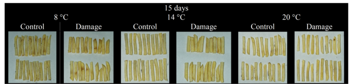 Post-frying coloring of potato sticks cv. Innovator control (without damage) and excoriation damage after 15 days of curing at 8, 14 and 20&deg;C. The numbers below each photo represent the classification according to USDA and the fast food industry color grading chart, ranging from 1 to 5.
