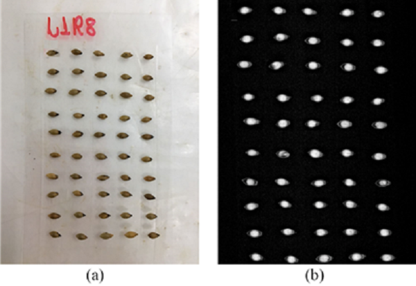 (a) seeds arranged for X-ray testing and (b) scanned image.