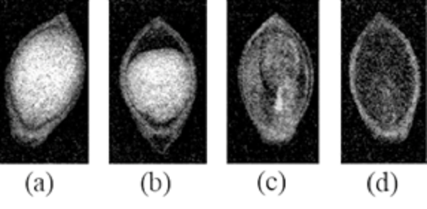 X-ray images of Brachiaria brizantha seeds classified into four categories: Full (a), Partially Full (b), Damaged (c), or Empty (d).