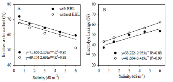 Relative water content (A) and electrolyte leakage (B) of the tomato IPA 6 under various salinity levels and with or without epibrassinolide application.