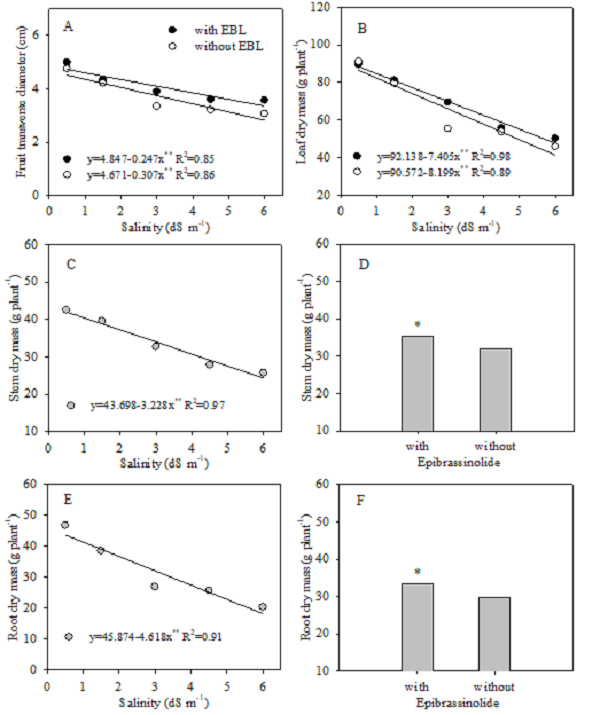 Fruit transverse diameter (A), leaf dry mass (B), stem dry mass (C and D), and root dry mass (E and F) of the tomato IPA 6 under various salinity levels and with or without epibrassinolide application.