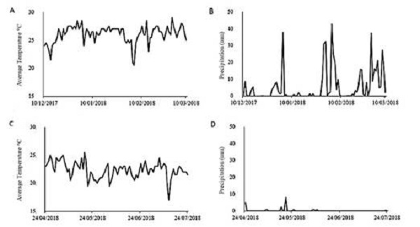 Average temperature and precipitation during popcorn cultivation in Alegre, ES, in two different seasons: December 2017 to March 2018 (A and B); April to July 2018 (C and D).