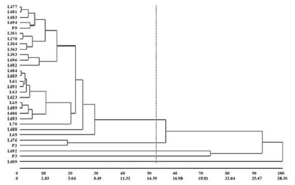Dendrogram obtained by UPGMA clustering method, from genetic dissimilarity measurements of 30 baby corn lines.