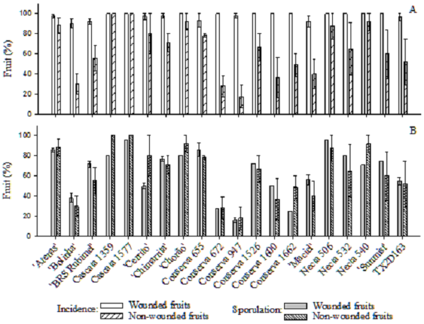 Brown rot incidence (A) and sporulation (B) in 20 peach genotypes inoculated with Monilinia fructicola in wounded and non-wounded fruits, evaluated at 72 hours after inoculation. The columns correspond to the average values of three harvest seasons (2015-2016, 2016-2017 and 2017-2018) for wounded fruits and two harvest seasons (2016-2017 and 2017-2018) for non-wounded fruits. The vertical bars in each column refer to standard error. Embrapa Clima Temperado, Pelotas, Rio Grande do Sul State, Brazil.