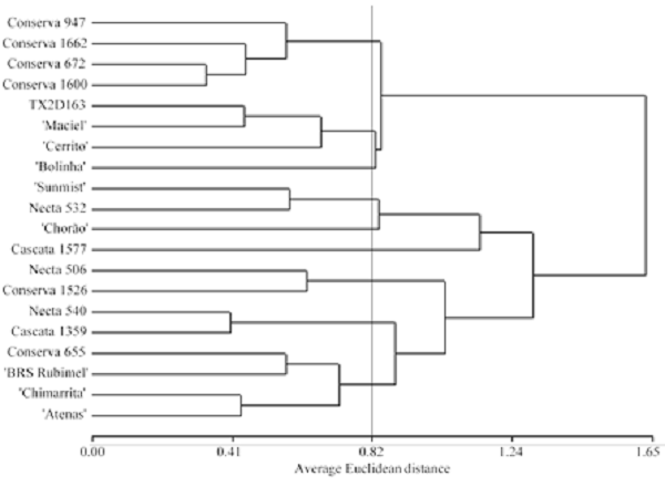Dendrogram representing analysis of conglomerates among 20 evaluated genotypes, obtained by Unweighted Pair-Group Method using Arithmetic averages (UPMGA). Average Euclidean distance based on the means of incidence and severity of the lesion and sporulation of brown rot in fruits. Cut-off point was 0.82, corresponding to half the average Euclidean distance. Cophenetic correlation coefficient = 0.78. Analyzed data of the 2015-2016, 2016-2017, and 2017-2018 harvest seasons. Embrapa Clima Temperado, Pelotas, Rio Grande do Sul State, Brazil.