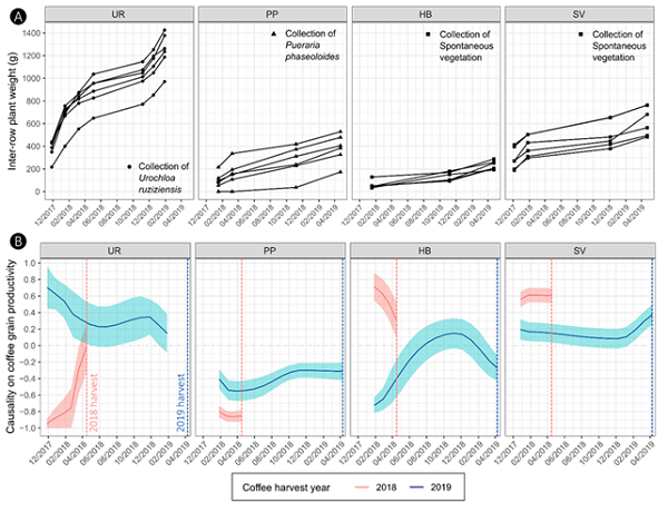A) Dry matter accumulation of cover crops between the coffee lines (g m-2) during the period from December 2017 to April 2019. B) Causality of the accumulation of plant dry matter between the lines on future productivity via trail analysis for the years 2018 (red) and 2019 (blue) (path analysis). The year 2017 is not shown as the biomass measurements were obtained after this year's harvest. The dashed lines indicate the timing of the two harvests (2018-2019). The box titles represent four management strategies: UR - U. ruziziensis with mowing; PP - P. phaseoloides with mowing; HB - herbicide application (glyphosate + 2,4-D); SV - spontaneous vegetation with mowing; DM - dry matter.