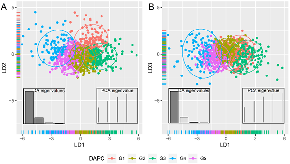 Scatter plots of A) the first and second principal components of the discriminant analysis of principal components (DAPC) and B) first and third principal components of the DAPC based on the pasting properties of 1031 cassava starch accessions.