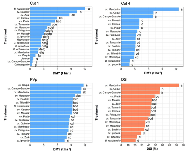 Average total dry mass yield, in t ha-1, for the cuts 1 and 4; DMY predicted phenotypic permanent value (PVp) for perennial cultivars for cuts performed in water surplus and Drought Tolerance Index (DSI, % - last graph) of perennial cultivars evaluated in five cuts at Santa Luzia Farm, Bahia State, Brazil. Different letters in the graphs indicate significant differences by LSD test, p < 0.05.