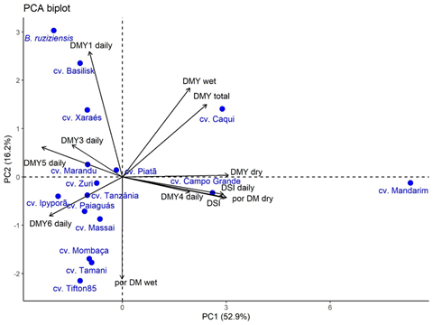 Biplot of the Principal Component Analysis of the standardized characteristics associated with dry mass yield of 23 Grasses and legumes forage crops, evaluated for their adaptability to the climatic conditions of Southern Western Bahia, Brazil, in five cuts, in 2019 and 2020. Contribution in percentage to the differences between the cultivars in the PC1 (52.9%) and PC2 (16.2%) components, on the x and y axes, respectively.